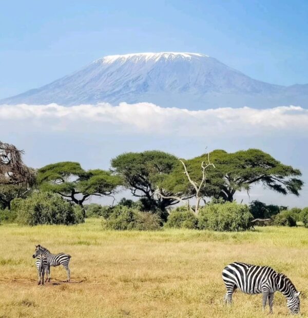 8 Days/ 7-Nights Trekking Kilimanjaro Northern Circuit Route