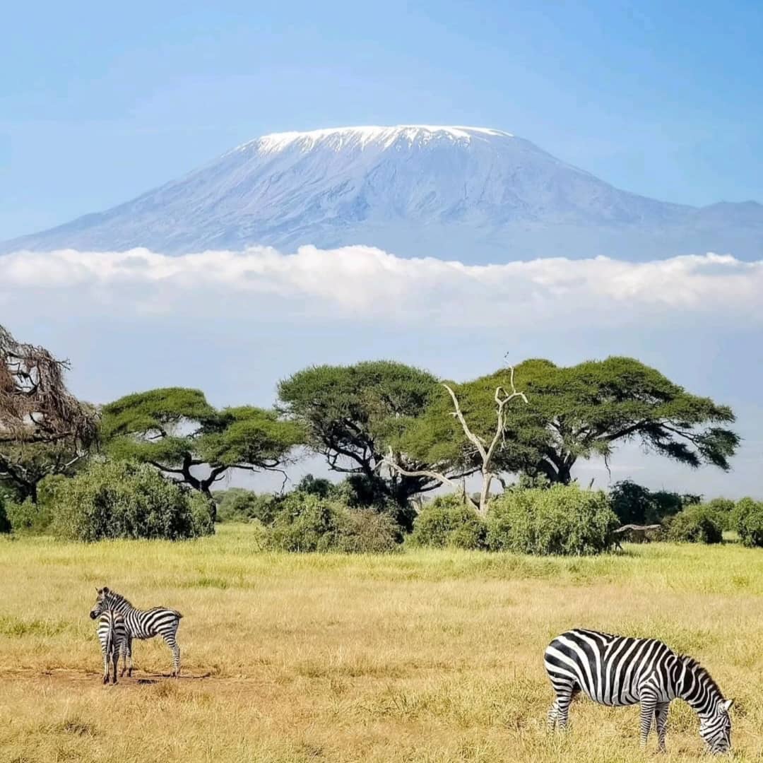 8 Days/ 7-Nights Trekking Kilimanjaro Northern Circuit Route