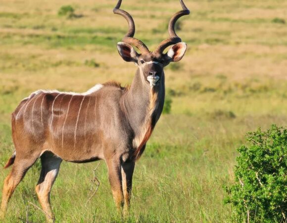 7-Day Flying Safari from Zanzibar to Ruaha National Park