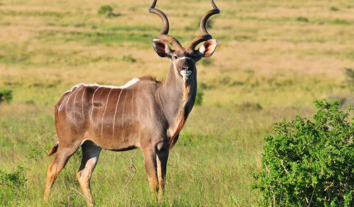 7-Day Flying Safari from Zanzibar to Ruaha National Park