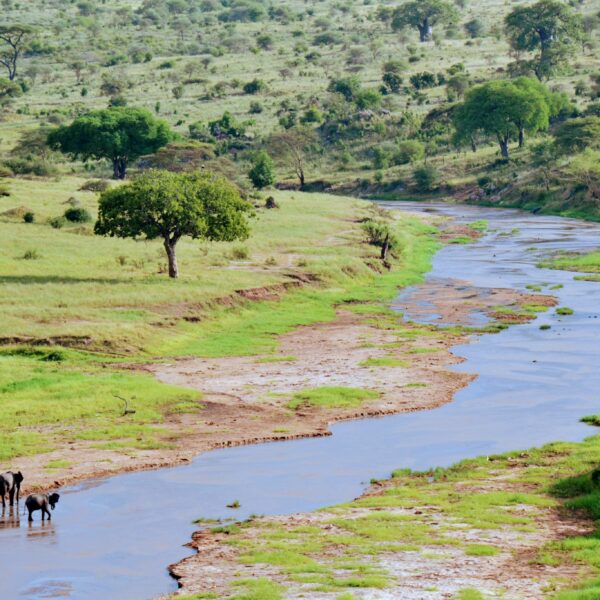 Tarangire National Park Day Tour
