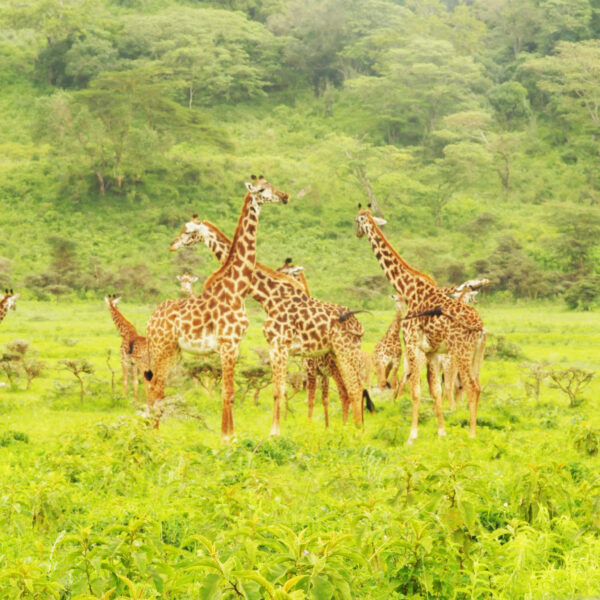 Arusha National Park Day Safari
