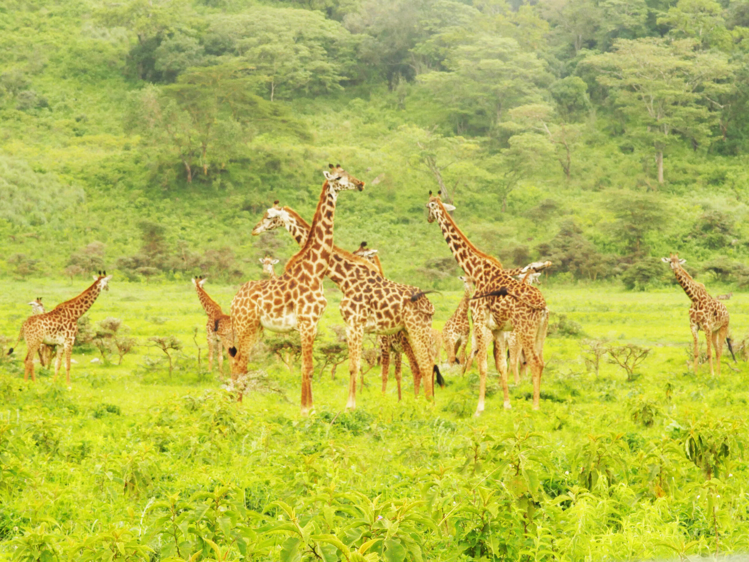 Arusha National Park Day Safari