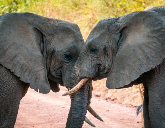 4-Day Arusha NP, Tarangire, Ngorongoro & Manyara