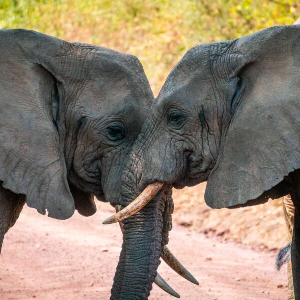 4-Day Arusha NP, Tarangire, Ngorongoro & Manyara