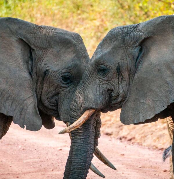 4-Day Arusha NP, Tarangire, Ngorongoro & Manyara