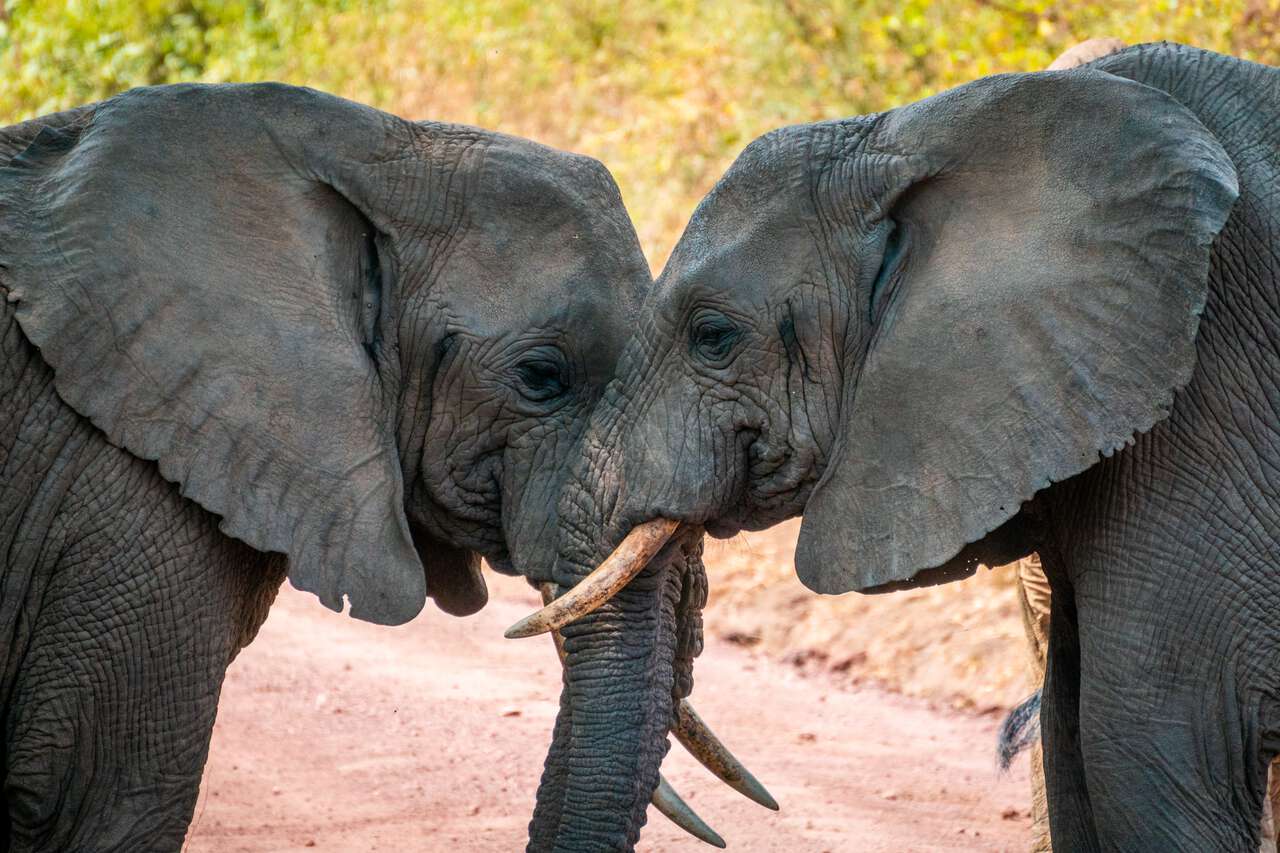 4-Day Arusha NP, Tarangire, Ngorongoro & Manyara