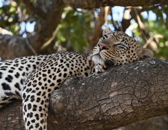 7-Day Cradle of Nature Safari