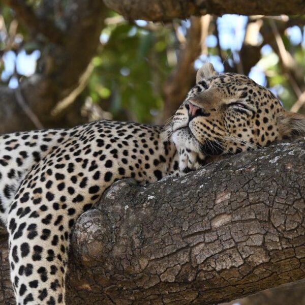 7-Day Cradle of Nature Safari