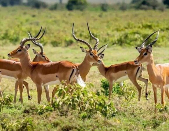 3-Day Win Tanzania Safaris Mikumi National Park