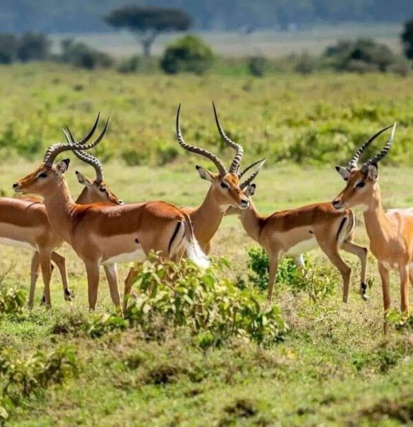 3-Day Win Tanzania Safaris Mikumi National Park