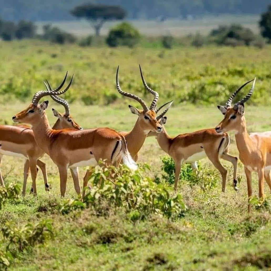 3-Day Win Tanzania Safaris Mikumi National Park