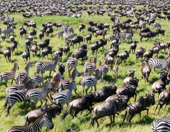 4-Day Amazing Private Safari to Serengeti and Ngorongoro