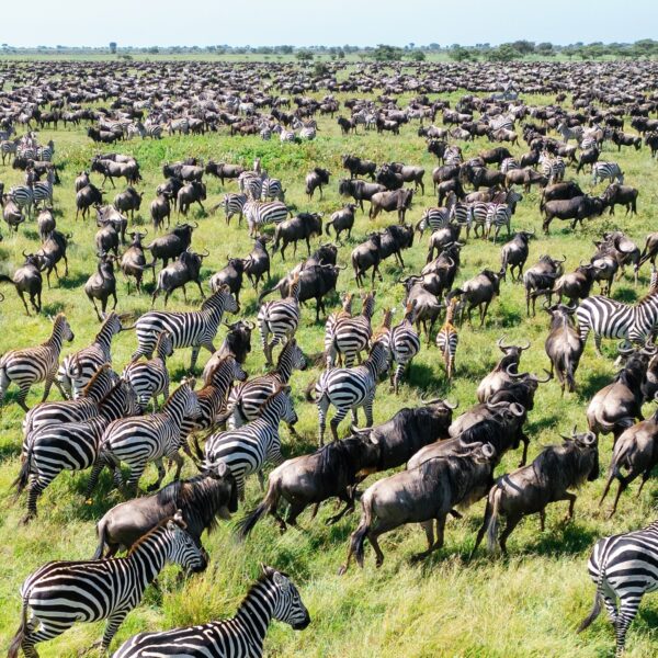4-Day Amazing Private Safari to Serengeti and Ngorongoro