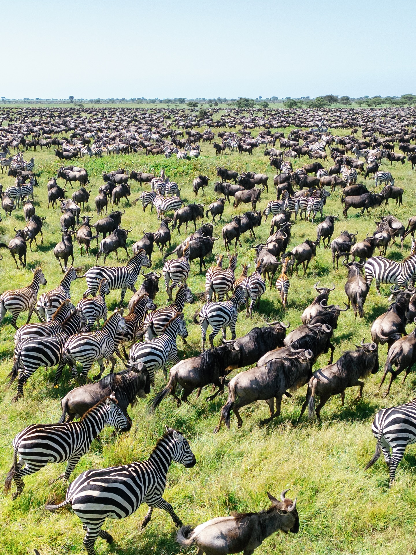 4-Day Amazing Private Safari to Serengeti and Ngorongoro
