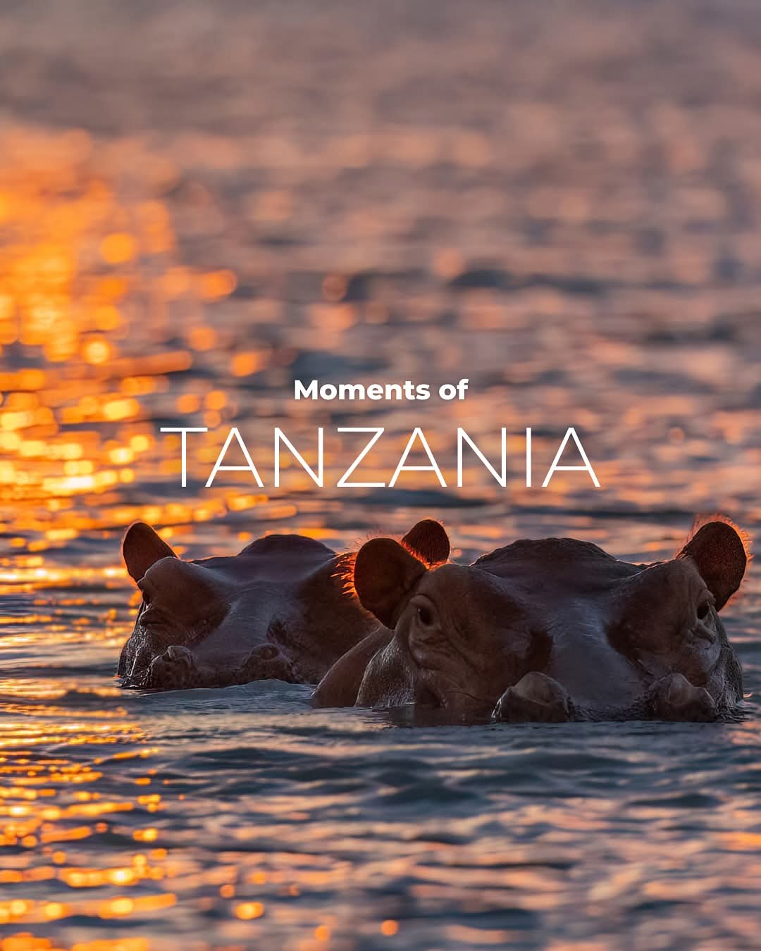 12-Day Win Tanzania Safaris Golden Photography Package