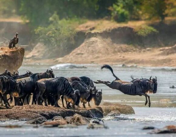 7-Day Luxury Safari Serengeti Wildebeest Migration