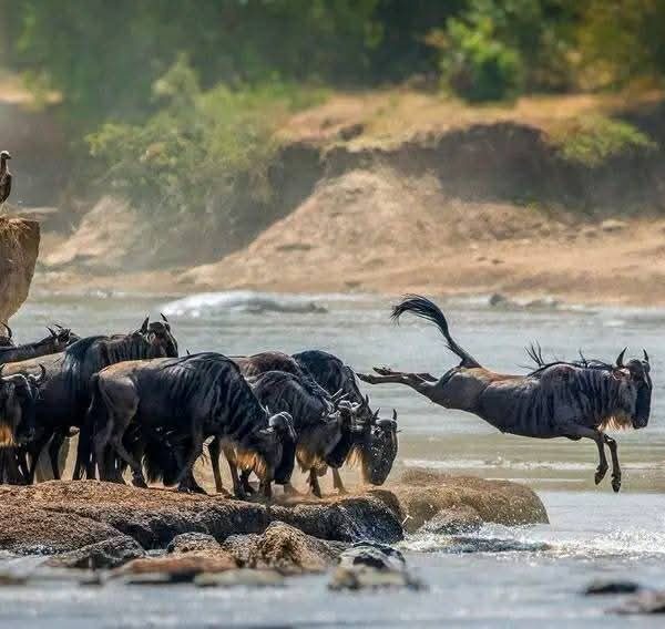 7-Day Luxury Safari Serengeti Wildebeest Migration