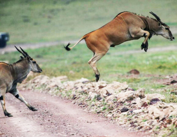 7-Day Budget Safari, Cultural Tour Experience and Materuni Waterfalls