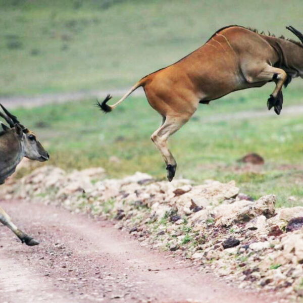 7-Day Budget Safari, Cultural Tour Experience and Materuni Waterfalls