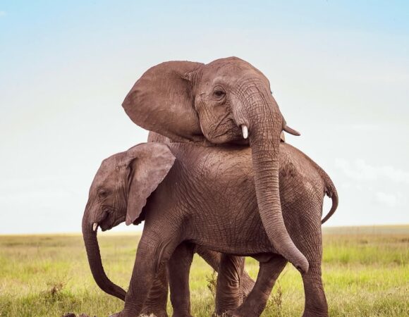 6-Day Group Joining Camping Safari