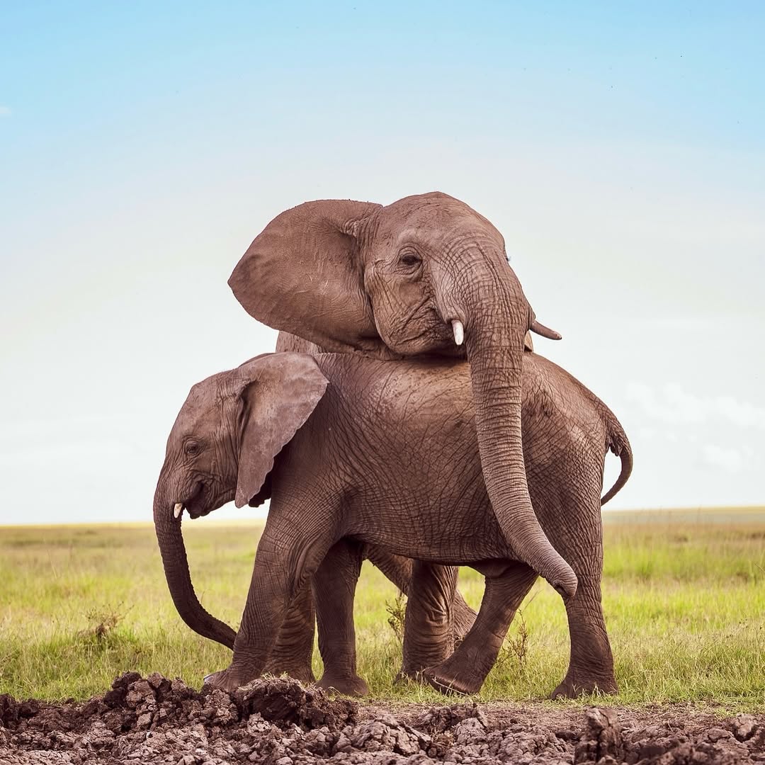 6-Day Group Joining Camping Safari