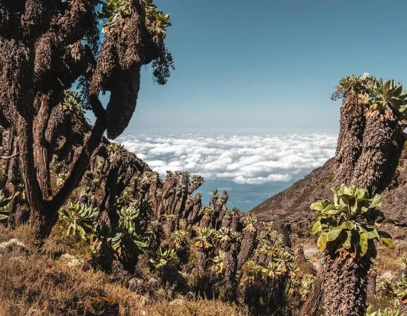 Kilimanjaro climb, Umbwe Route (6-day)