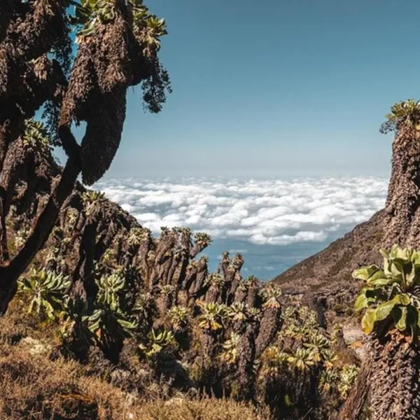 Kilimanjaro climb, Umbwe Route (6-day)